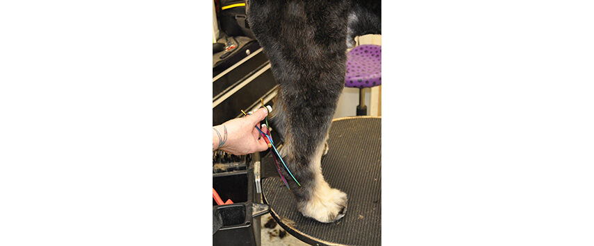 Grooming the Bernadoodle